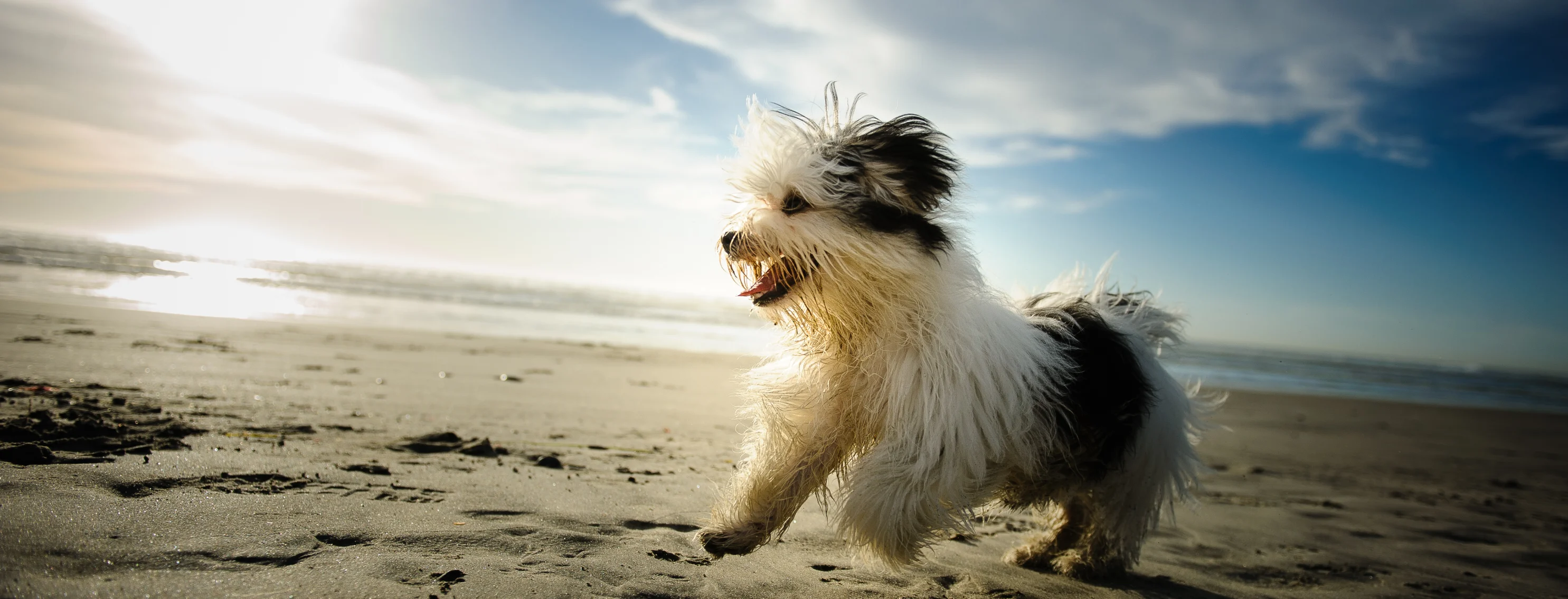 little dog running in the waves